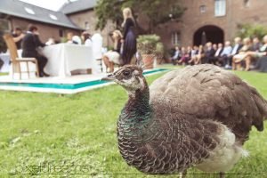 Pfau während der Trauung auf der Kommandeursburg
